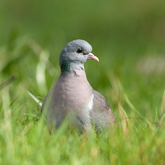 Stock Dove BTO British Trust for Ornithology